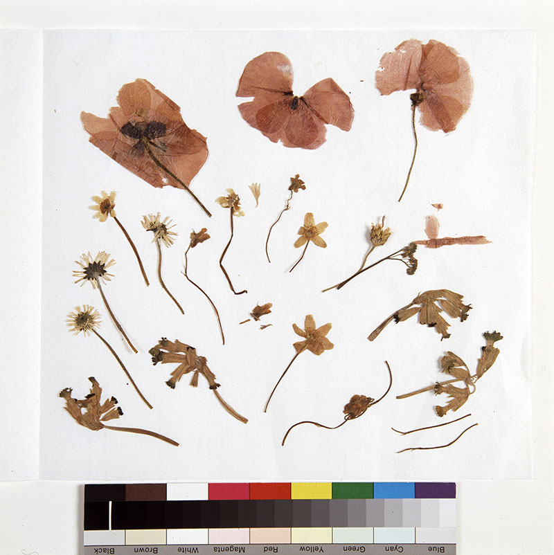 Flowers picked and pressed by Ray Jones